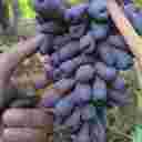 Azizi Nursery