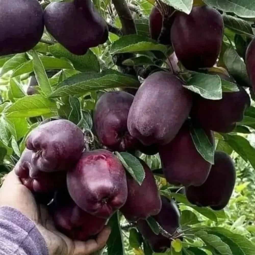 1734589563290.webp