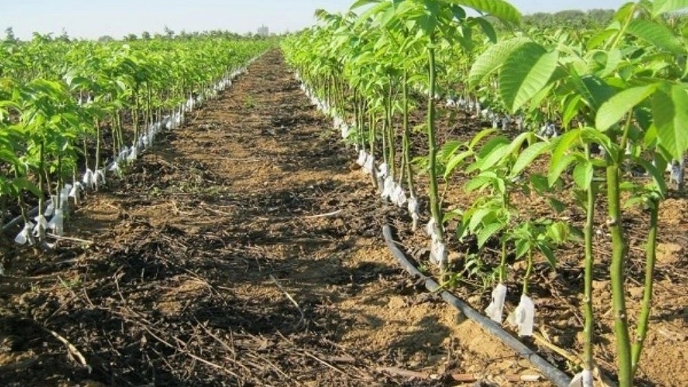 فروش نهال اصلاح شده در مشکین شهر اردبیل فروش نهال اصلاح شده در مشکین شهر اردبیل