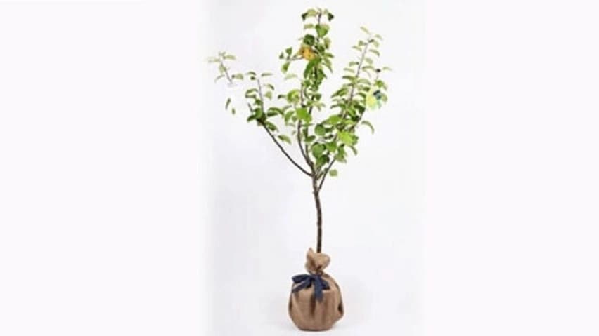 خرید انواع نهال در اردبیل