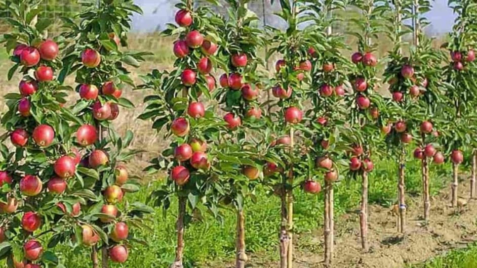 خرید انواع نهال در اردبیل