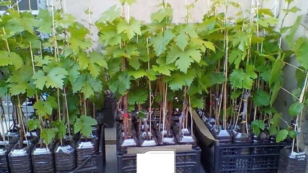 فروش نهال اصلاح شده در مشکین شهر اردبیل