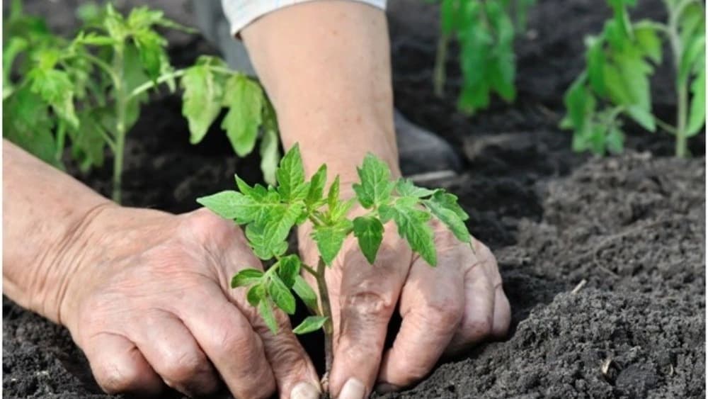 فروش نهال اصلاح شده در مشکین شهر اردبیل